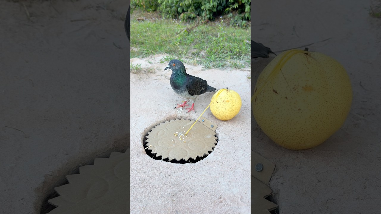 How To Make Pigeon Bird Trap By a Fruit & Paper #camping #outdoors #bushcraft