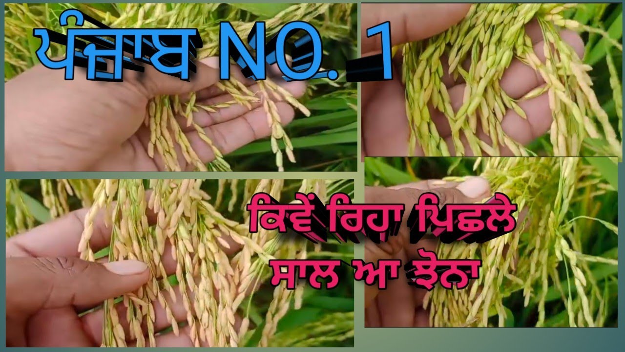 ਪੰਜਾਬ NO 1 ਝੋਨਾ ਕਿਵੇਂ ਰਿਹਾ ਪਿਛਲੇ ਆਪਣੇ ਖੇਤਾਂ ਚ #khetibadi_aale #punjabno1 #Paddycrop