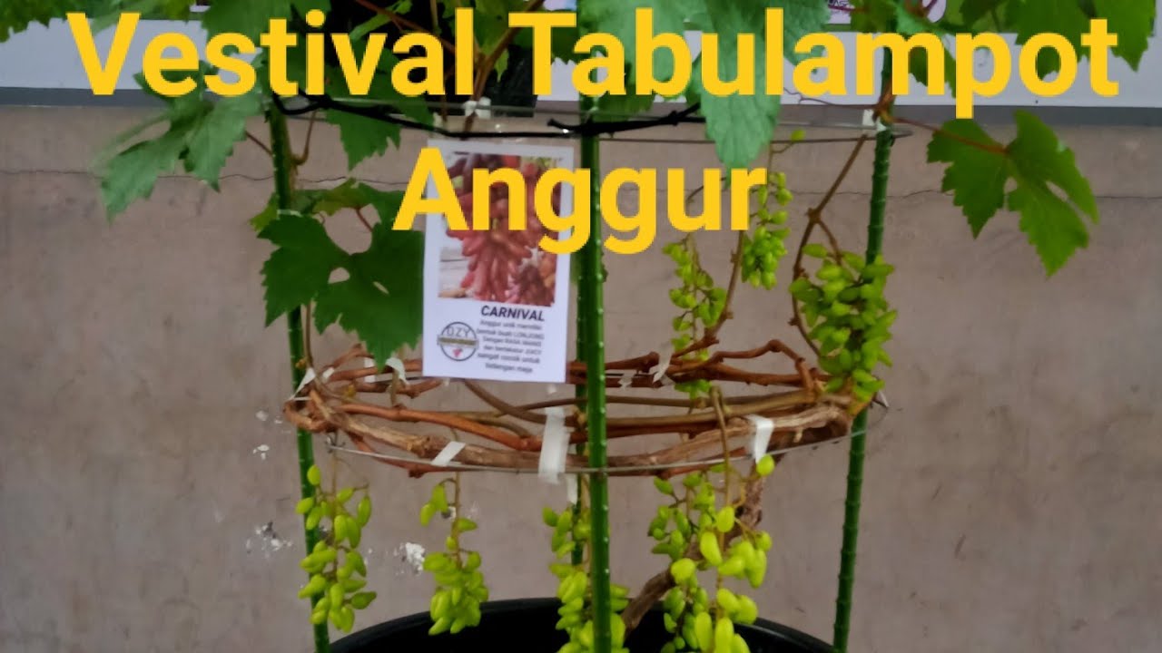 Kontes Tabulampot Anggur di acara Kopdar ABK ke 4