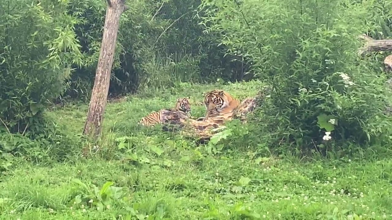Tiger cubs Chester zoo