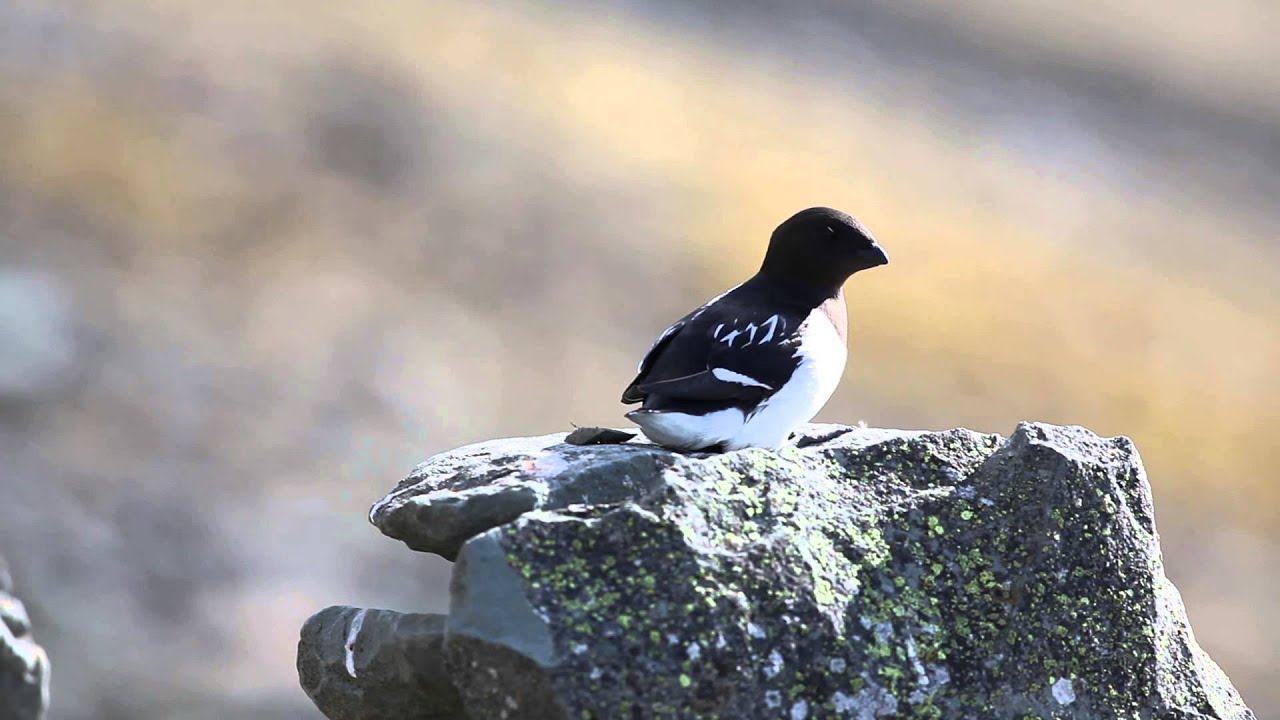 Alczyk, traczyk lodowy (Alle alle). The little auk, or dovekie (Alle alle)