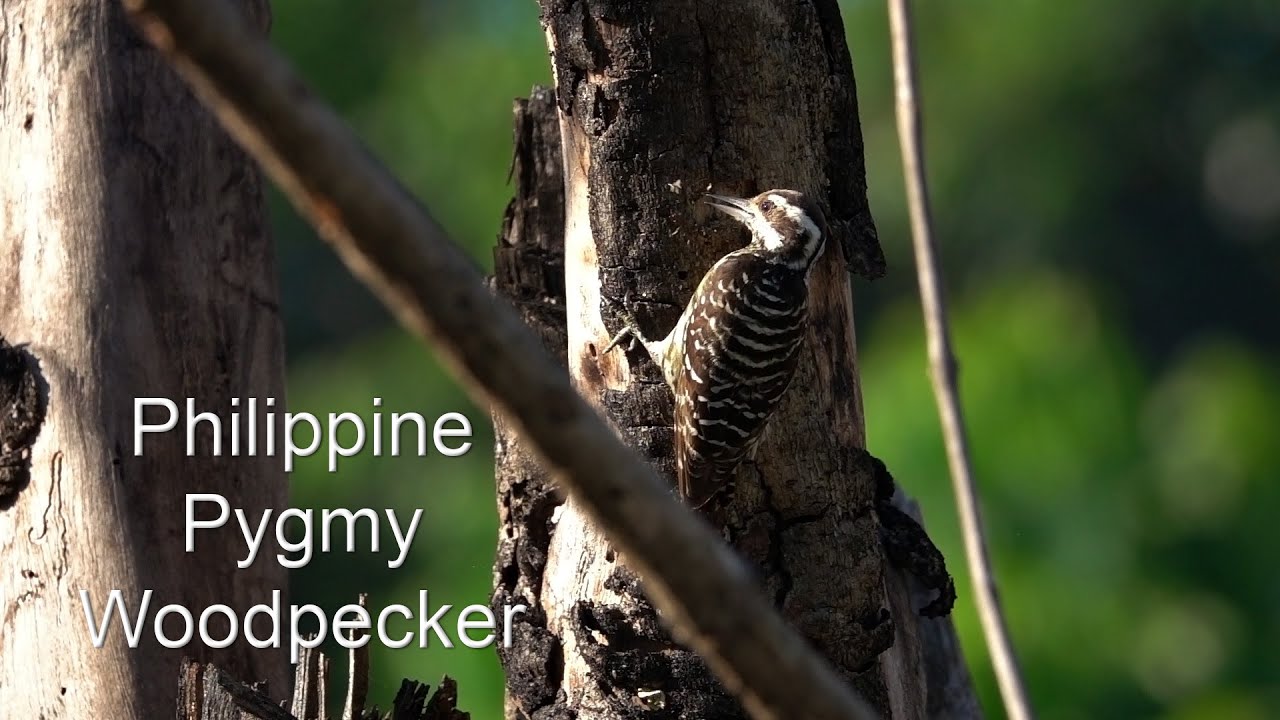 Slow Woodpecking (20x Slow Motion)