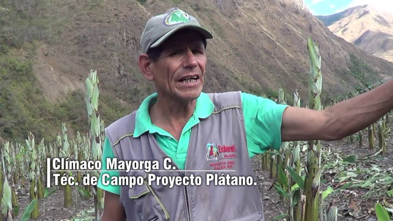 INDUCCIÓN EN PLÁTANO OCOBAMBA