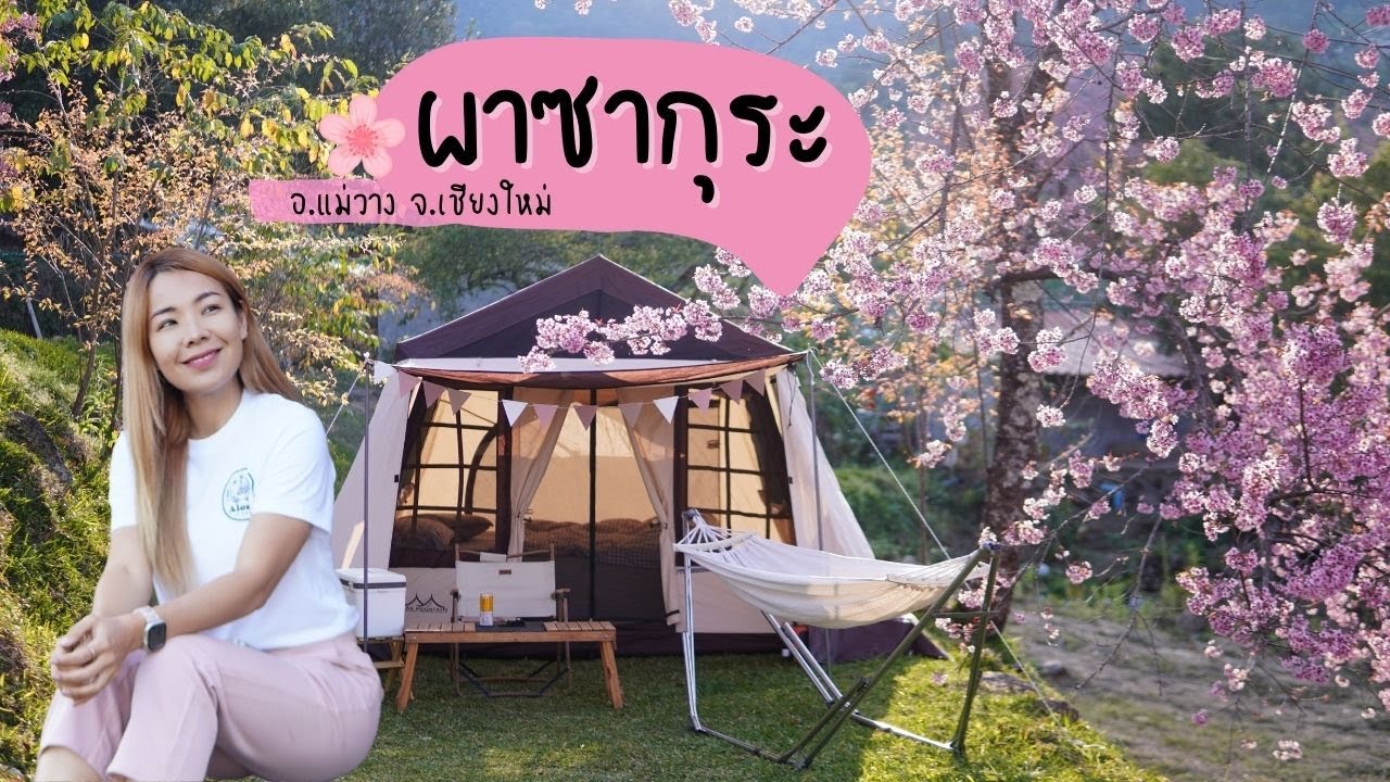 กางเต็นท์ : ซากุระเมืองไทยหรือพญาเสือโคร่ง ซากุระขุนวาง อ.แม่วางเชียงใหม่ กางเต็นท์ใต้ต้นไปเลย