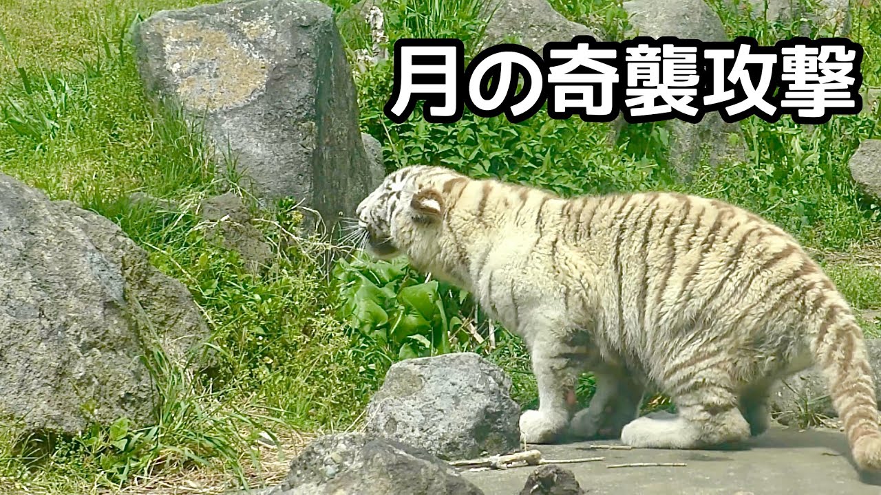 ホワイトタイガー　月ちゃん　奇襲攻撃の体勢に入りました【伊豆アニマルキングダム】White tiger Tsuki-chan Izu Animal Kingdom