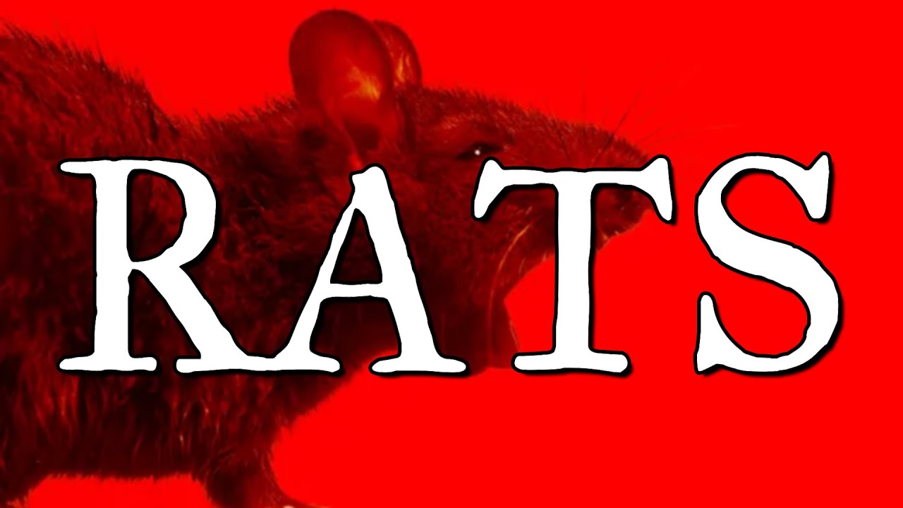Rats