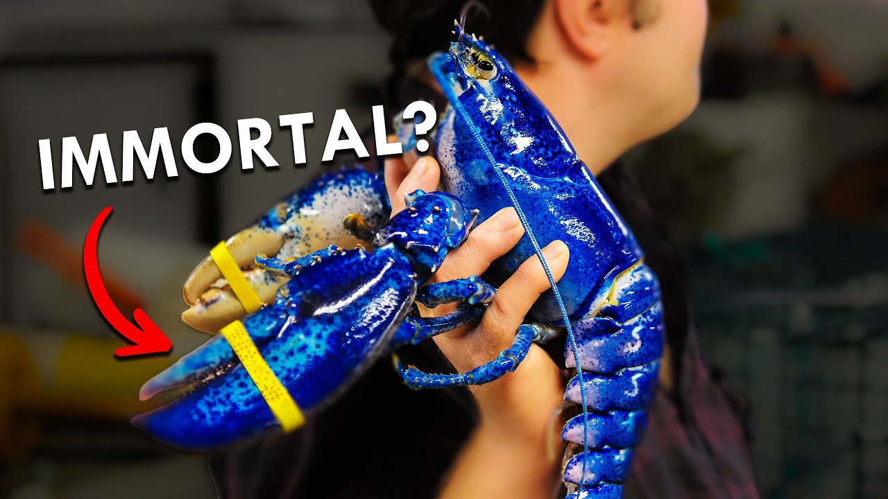 Бессмертны ли омары?