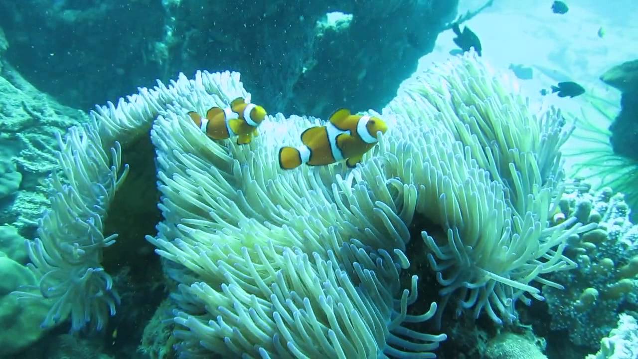 Nemo Anemonefish dancing! Eastern Clown Anemonefish (Amphiprion percula)