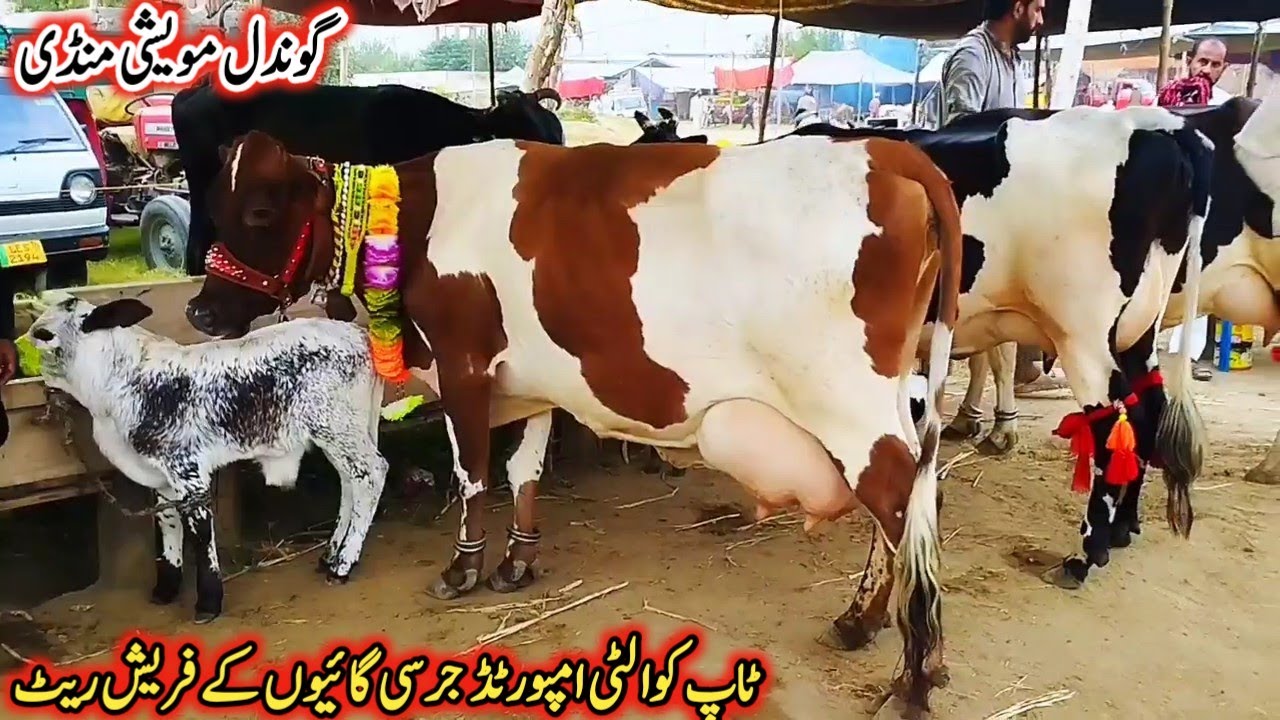Gondal Mandi latest update 07Feb 2026!best hf cow for sale!black jersey cow for sale!#cow #farminng 