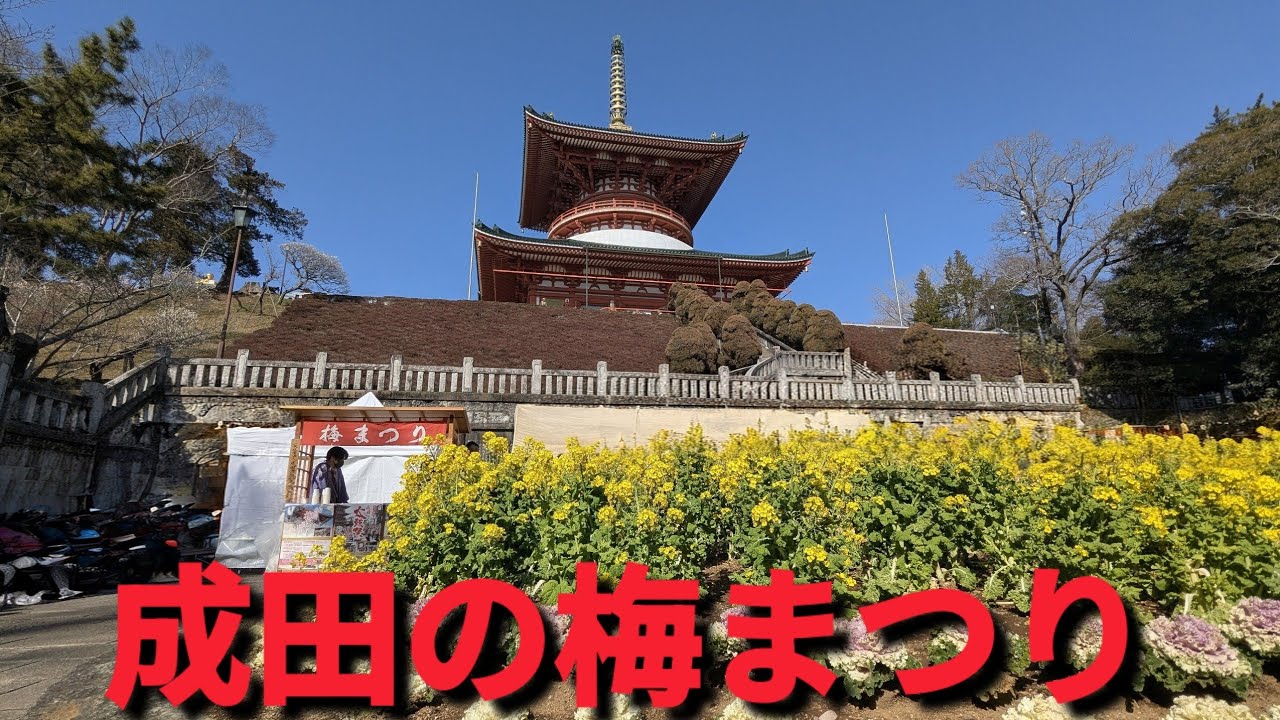 成田山新勝寺🌸成田の梅まつり🌸🍓✨2026年2月14日から3月1日まで😊千葉県成田市
