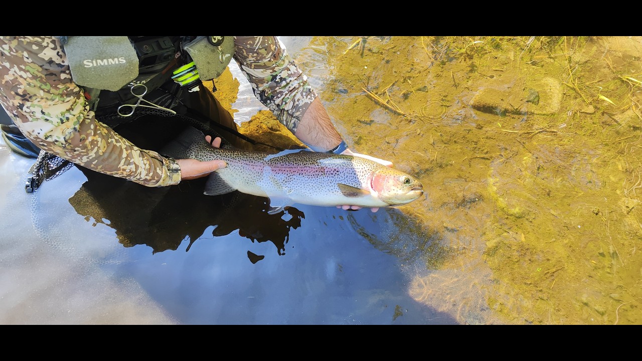 Fly Fishing ,Best Trophy Trout of 2025, Big Trout. Největší pstruzi z roku 2025.