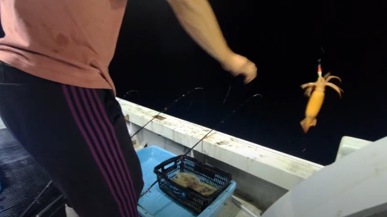 三重県・御浜町、漁師のケンサキイカ釣りライブ配信！（イカ販売中／詳しくは概要欄へ）