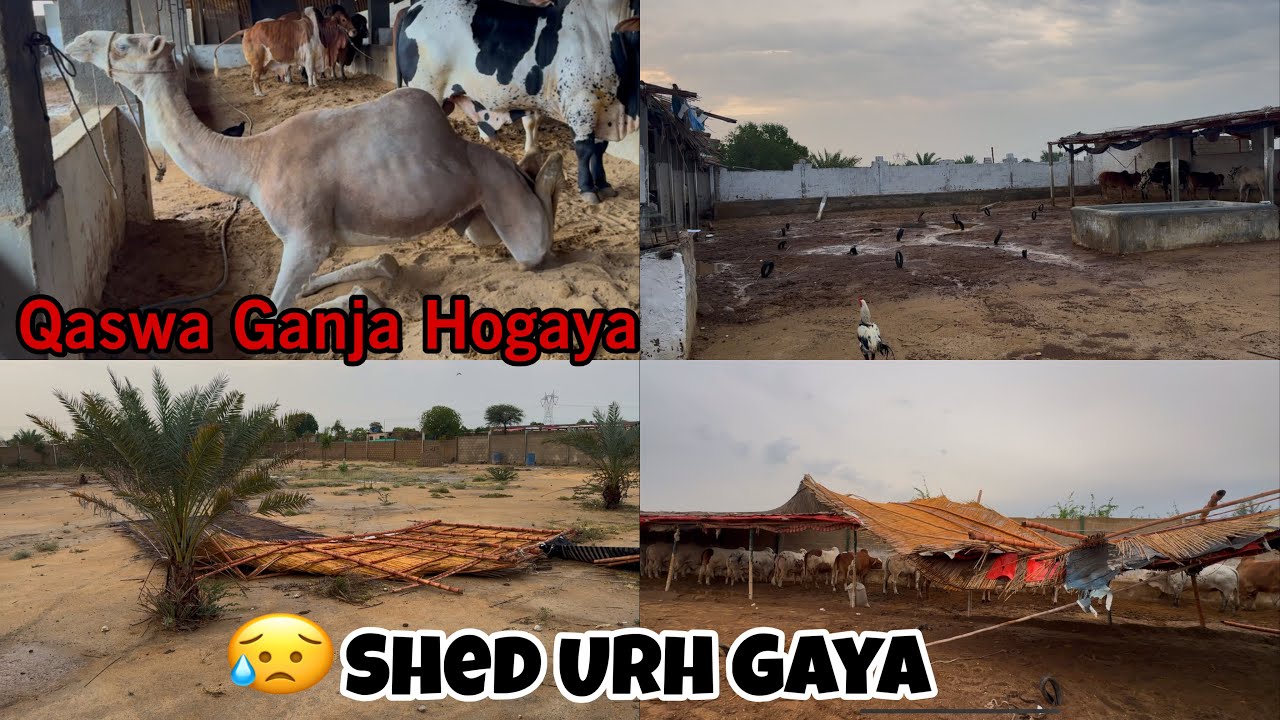 Tofan Ki Wajah Sy Farm Py Kya Howa? 🫤 | Northern Bypass Mandi Condition | AR Maani