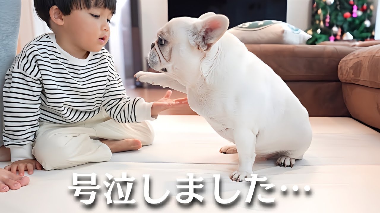 愛犬に触れなくて3歳児が号泣してしまいました…【元保護犬フレンチブルドッグ】