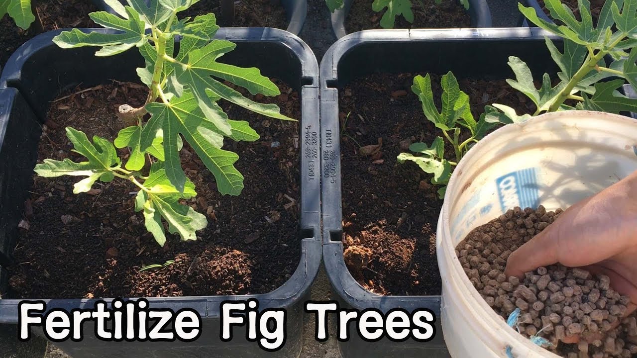 무화과나무 비료&거름주기ㅣHow to Fertilize Fig Trees