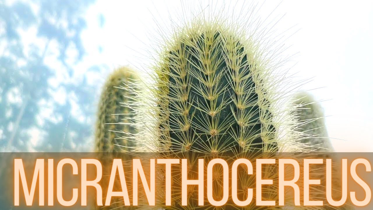 MICRANTHOCEREUS - 3 VARIAÇÕES QUE OS COLECIONADORES AMAM.