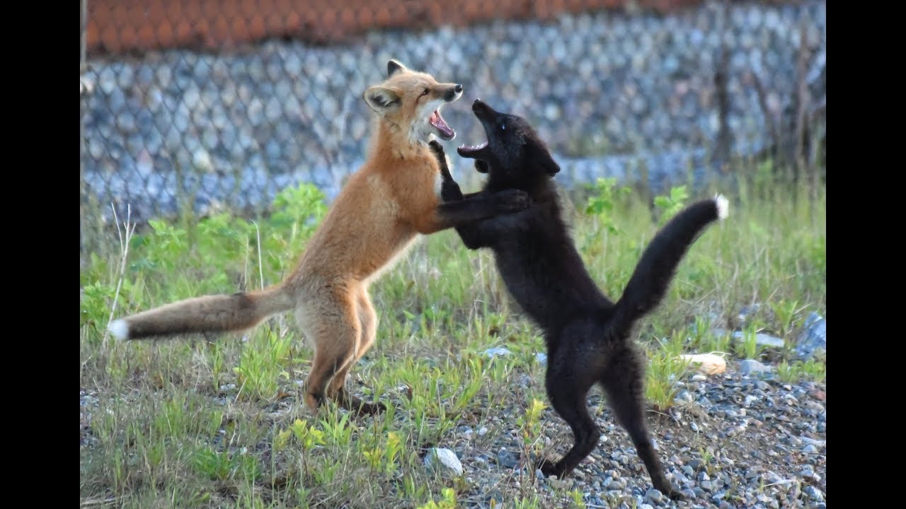 Tin Can Foxes - Vulpes Vulpes Red Fox Silver Fox Kits