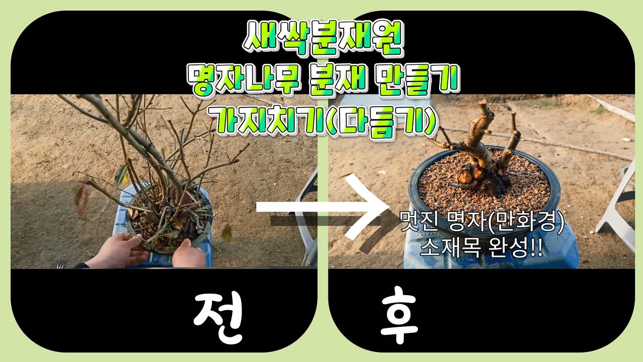 [분재만들기] 