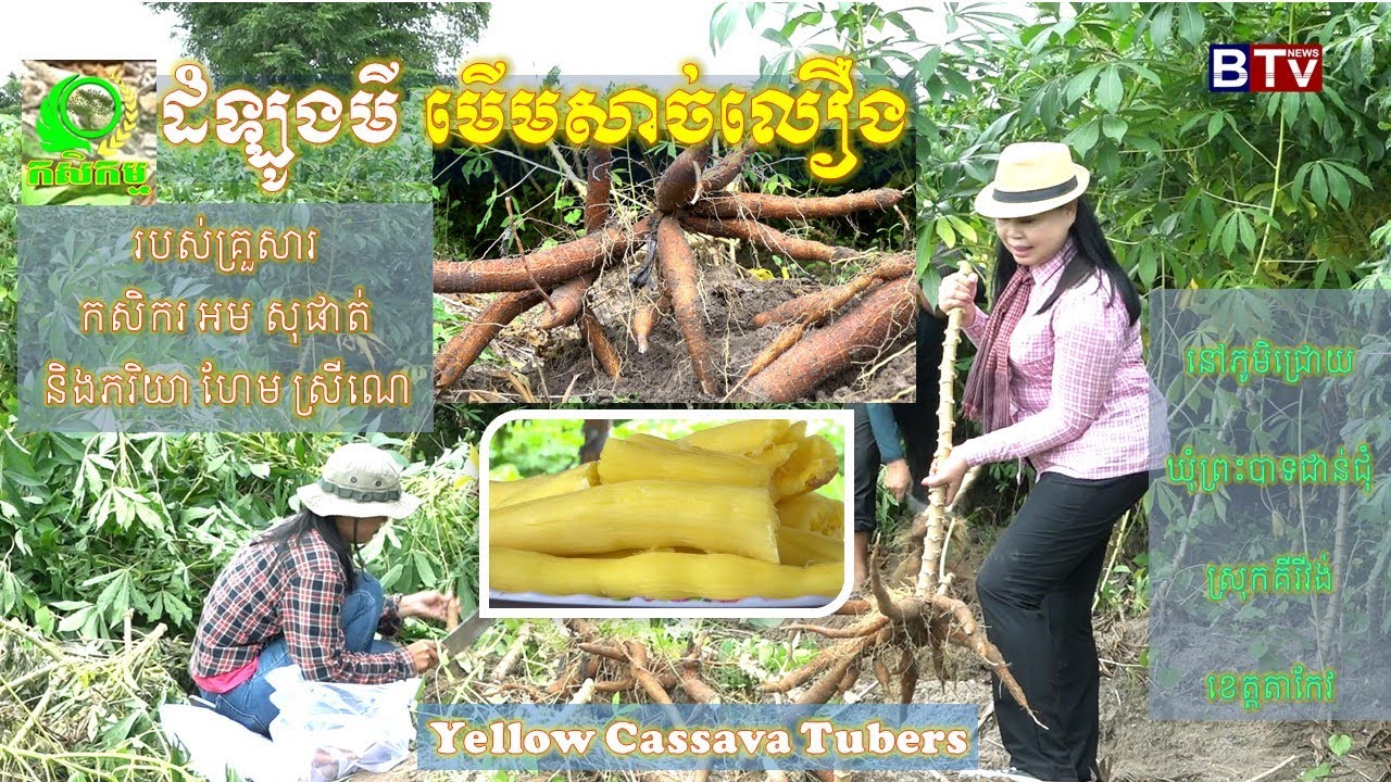 AGRICULTURE /កសិកម្មៈ ដំណាំដំឡូងមីមើមសាច់លឿង(Yellow Cassava Tubers)