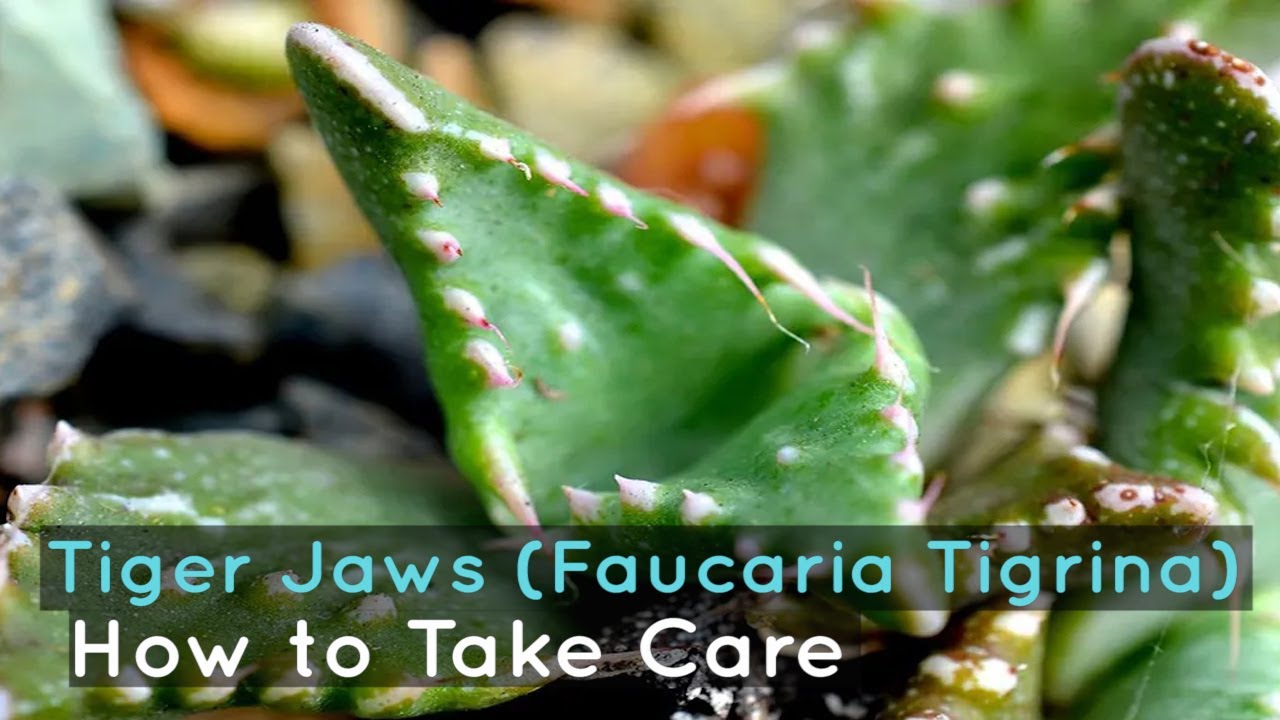 How to Take Care of a Tiger Jaws (Faucaria Tigrina)