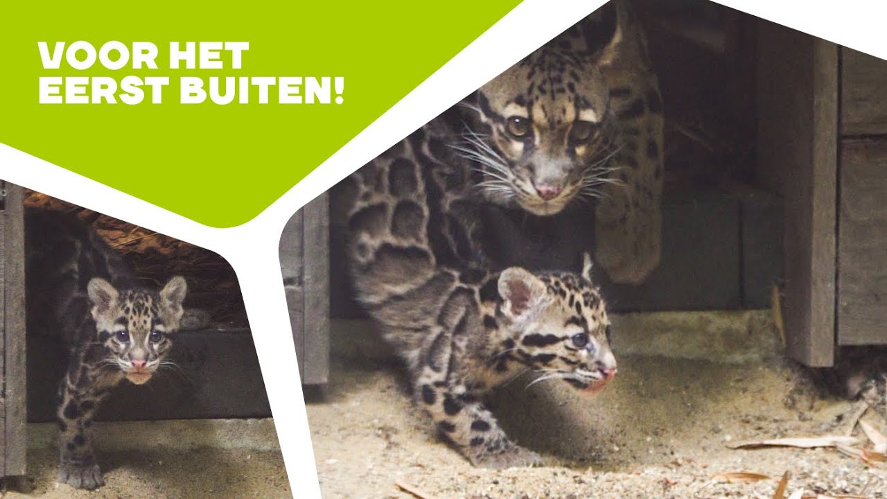 🐆 NEVELPANTERJONGEN ONTDEKKEN BUITENVERBLIJF | Nevelpanters in Ouwehands Dierenpark