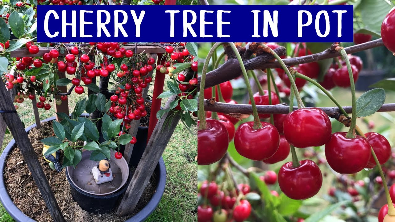 How to Grow Cherry Trees in Container Produce More Fruit