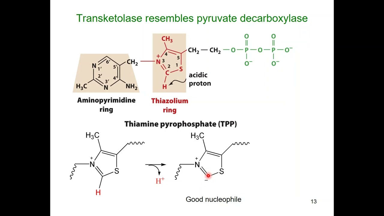 Transketolase- and transaldolase-catalyzed reactions (steps 6-8) of the pentose phosphate pathway