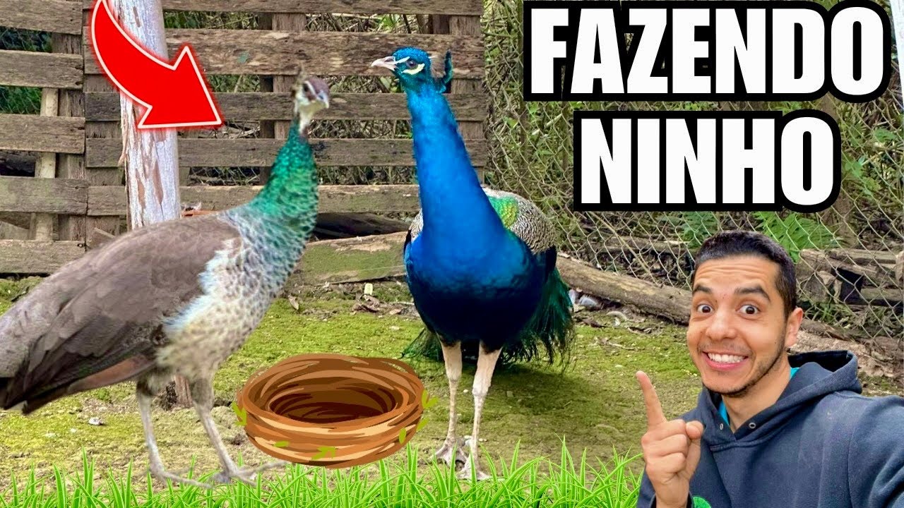 Como fazer ninho para pavão | Atualização Peru e Ninhos | Aves Recriar