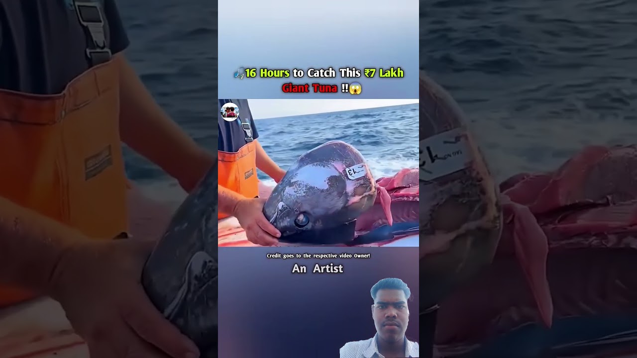 16 hours to catch this 7lakh giant tuna #shortsfeed #safanafishing #fishing #fishingplanet #youtube