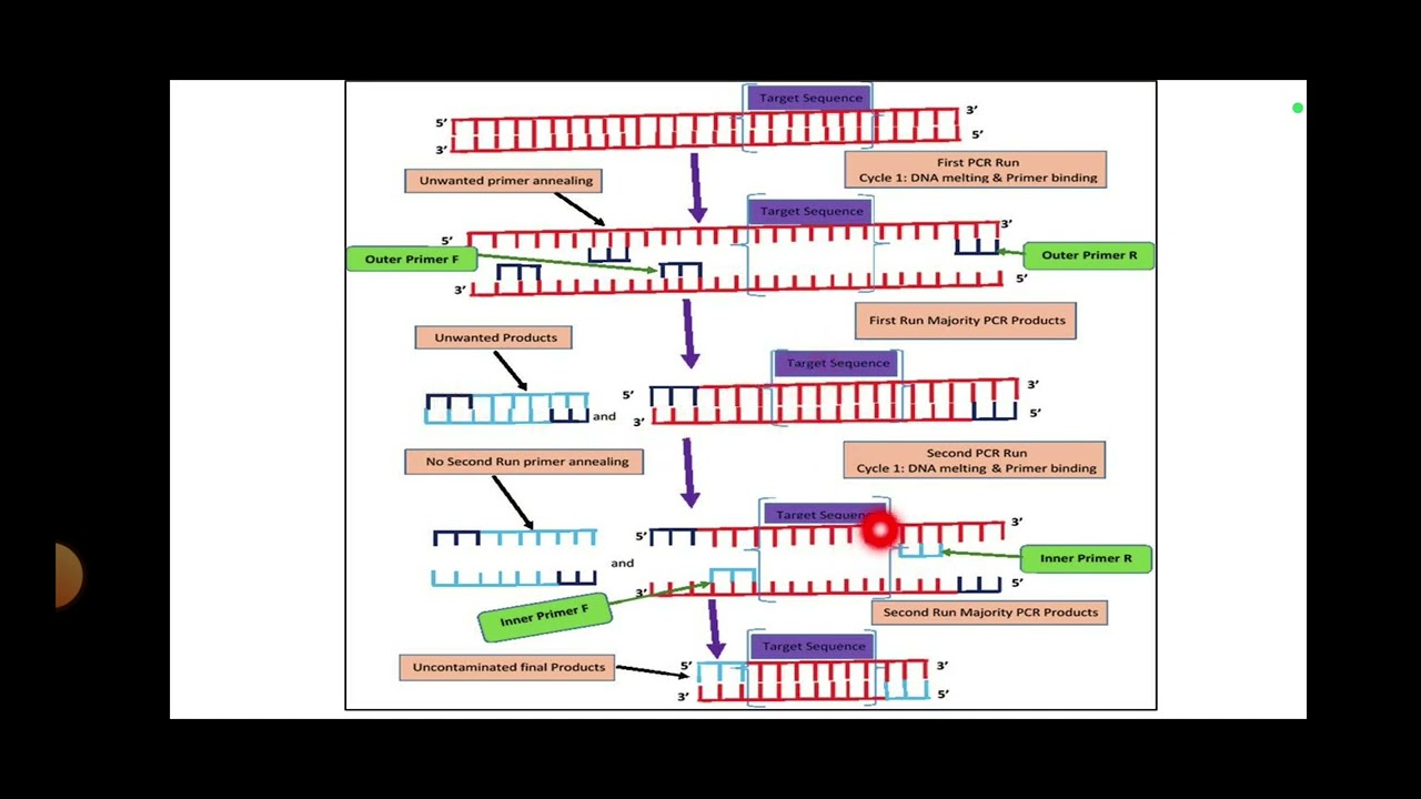 Nested PCR || Principle and usage