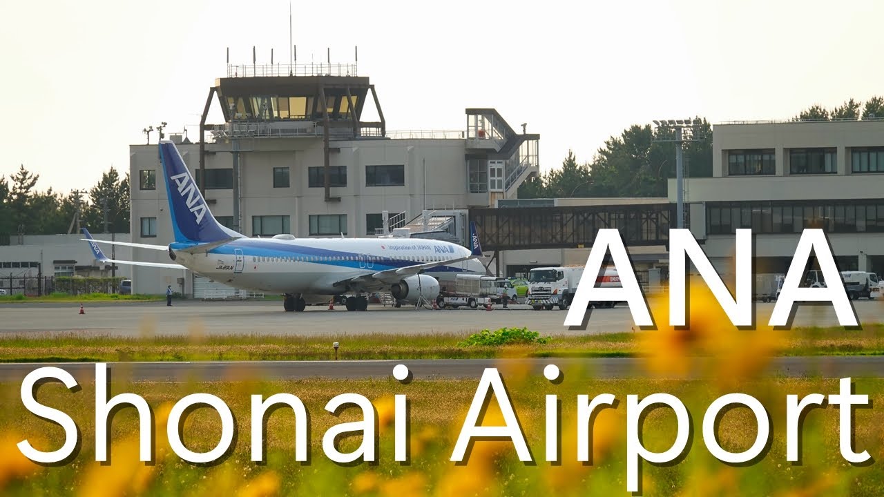 【大金鶏菊の咲く空港 - 庄内空港2024 -】All Nippon Airways(ANA) Boeing737-800 JA81AN