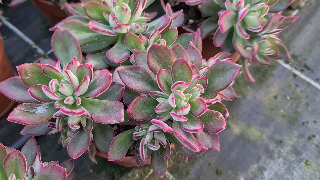 The best succulent of 2021: the Echeveria Devotion