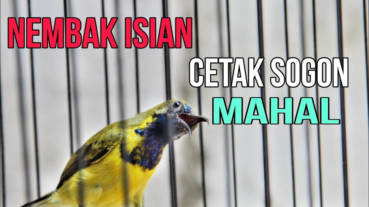 PANCINGAN SOGON GACOR ISIAN MEWAH COCOK UNTUK MASTERAN SOGON TROTOL