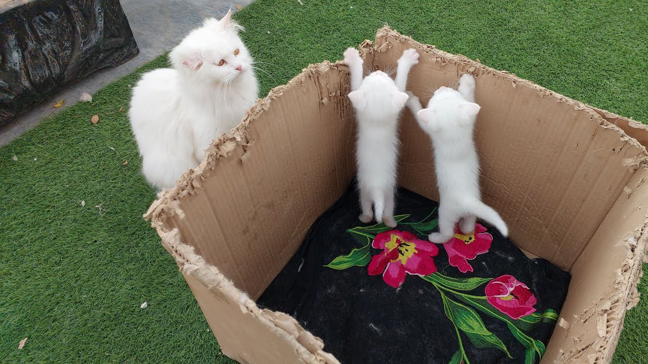 kittens gone crazy