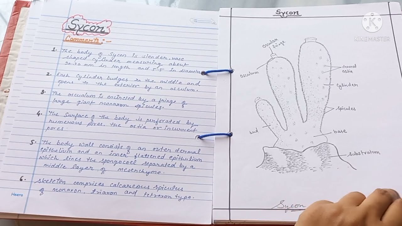 Bsc 1st year zoology practical  file