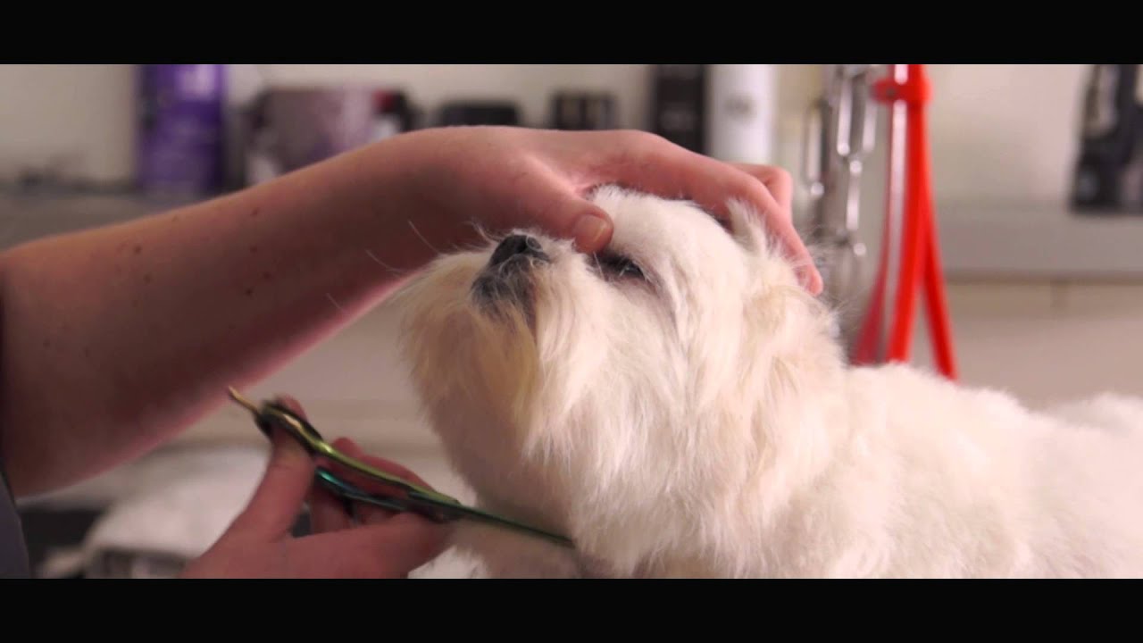 Trimsalon Lucky Dog - Bedrijfsfilm 2015 - Eye for Video.nl