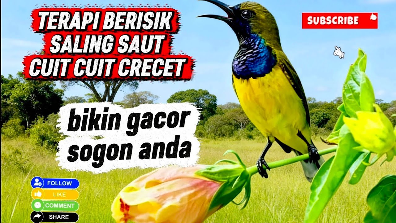 Terapi berisik saling saut cuit cuit crecet, bikin gacor sogon anda 