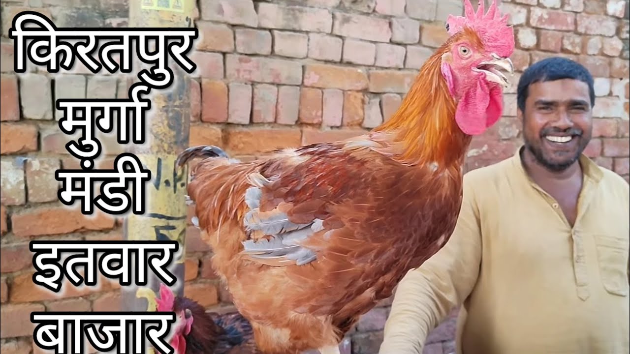 मुर्गा मंडी किरतपुर इतवार बाजार बिजनौर / देसी, बत्तख, खरगोश, असील, मुर्गा, सबसे सस्ता मुर्गा मंडी