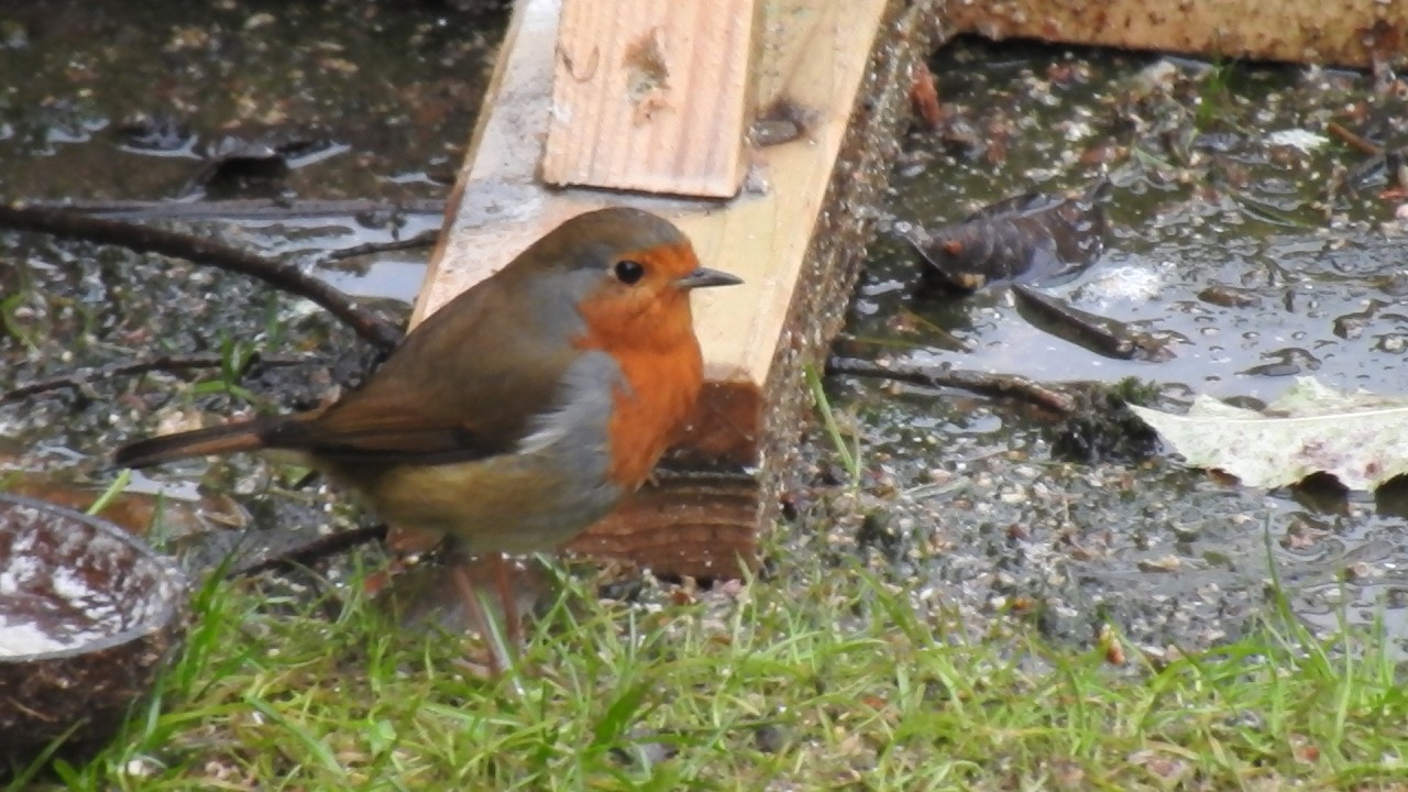 Robins & Blue Tits on a Rainy Day. Feed the birds UK 13 02 26