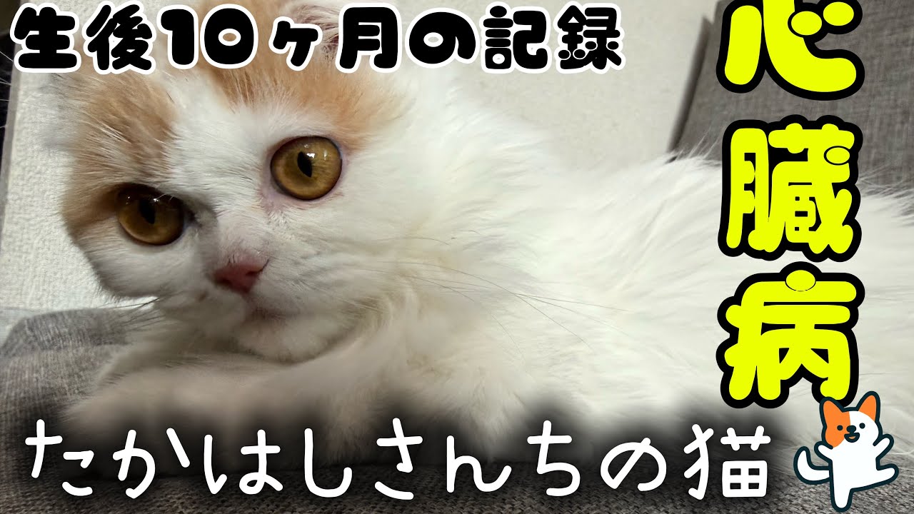 たかはしさんちの猫（心臓病）#2
