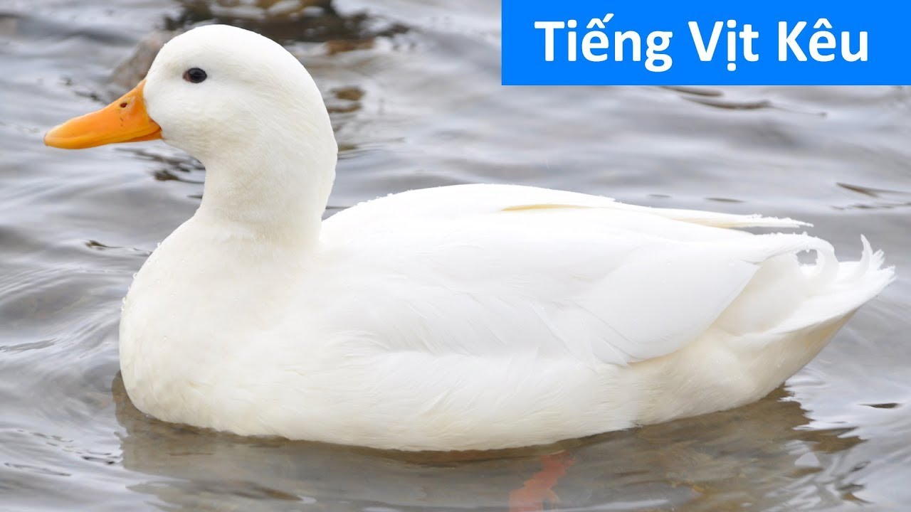 Tiếng vịt k&ecirc;u - Tiếng đ&agrave;n vịt k&ecirc;u quạc quạc - Vịt k&ecirc;u
