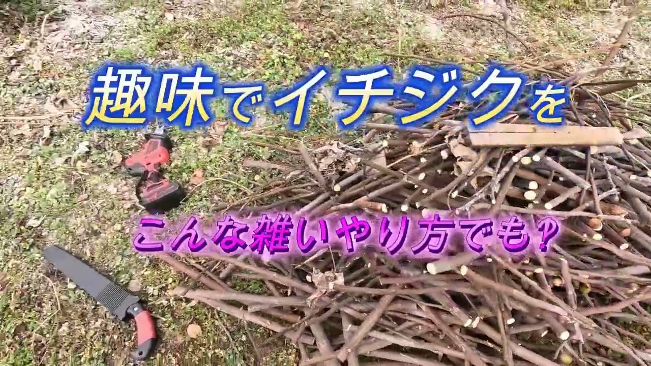 古いイチジクの木だが・・！