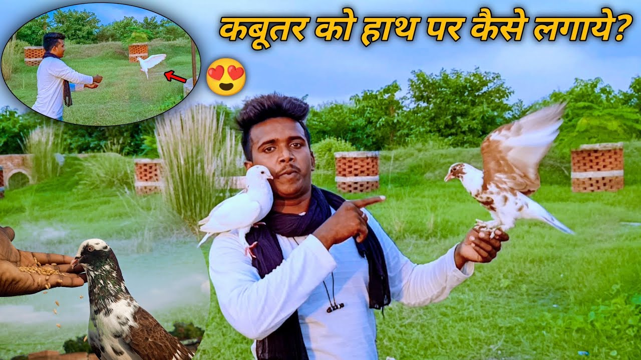 😍🕊️कबूतर को हाथ पर कैसे लगाये?😜✌️😜🎉by Sultan pigeon Jainul khan