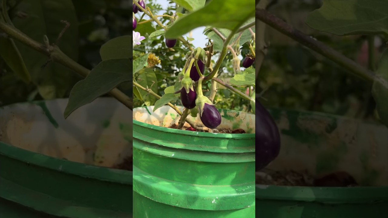 Maadi Thottam | Terrace Garden #tamil #maadithottam #gardening #terracegarden #sai