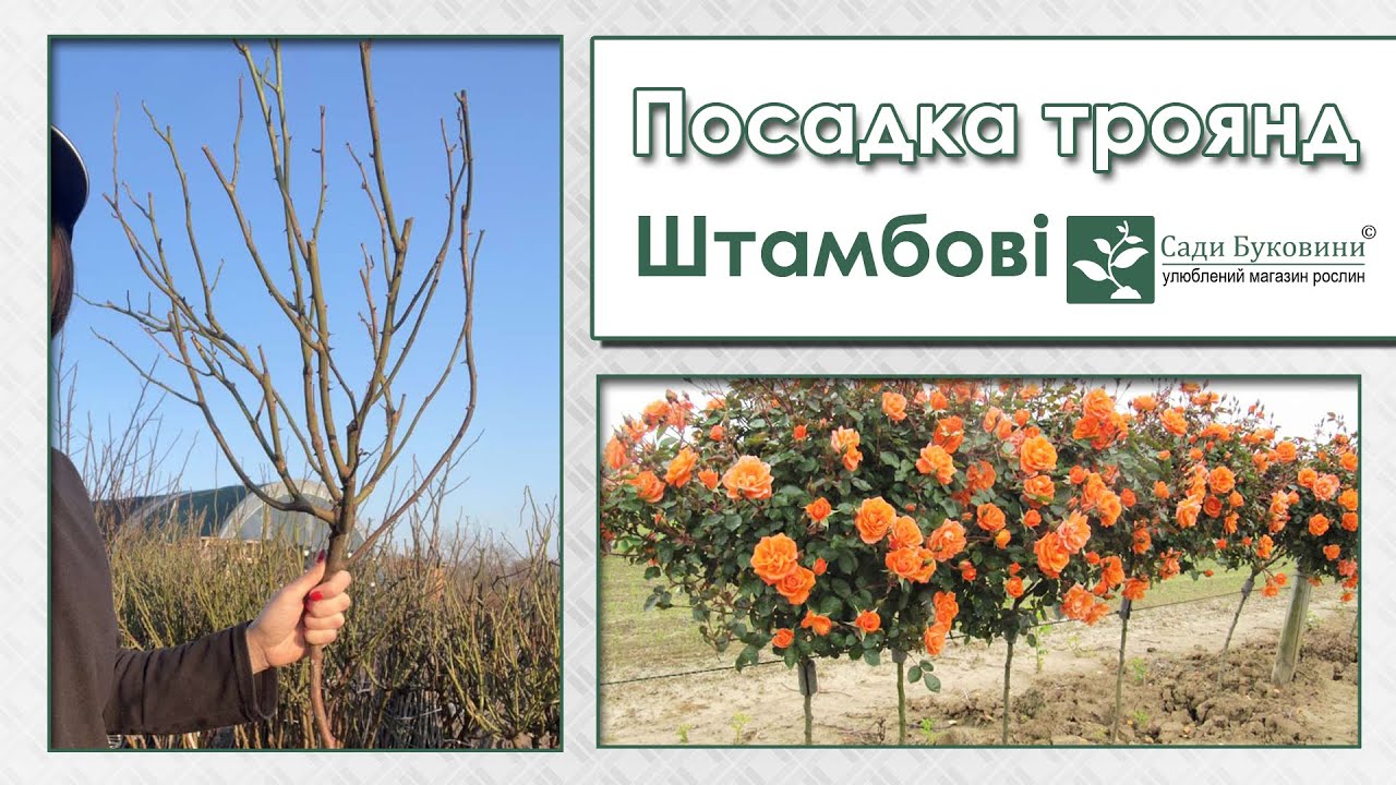 Посадка штамбовых роз. Как укрывать штамбовые розы на зиму.