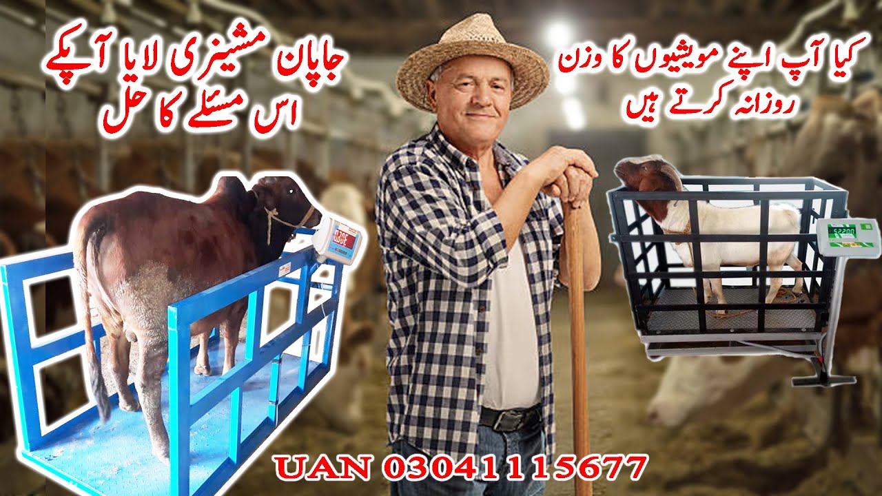 Weight Scale For Cows and Goats جانوروں کا وزن کرنے کا کنڈا