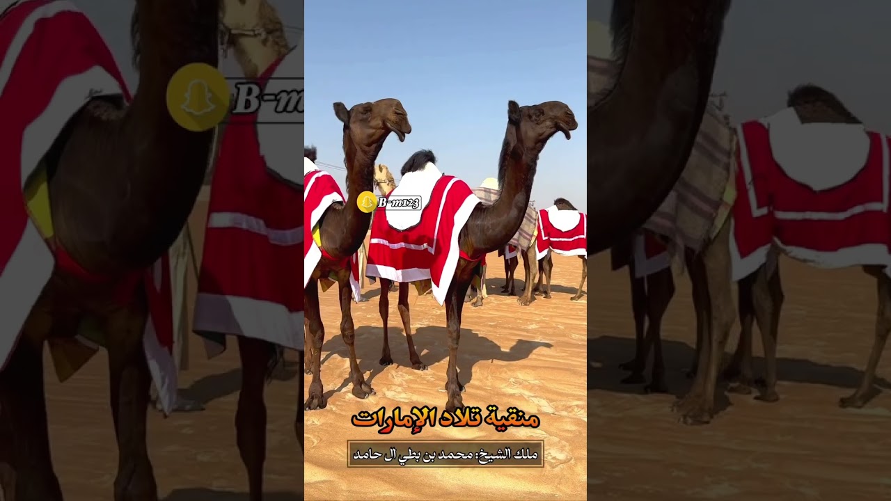 منقية الشيخ:محمد بن بطي ال حامد