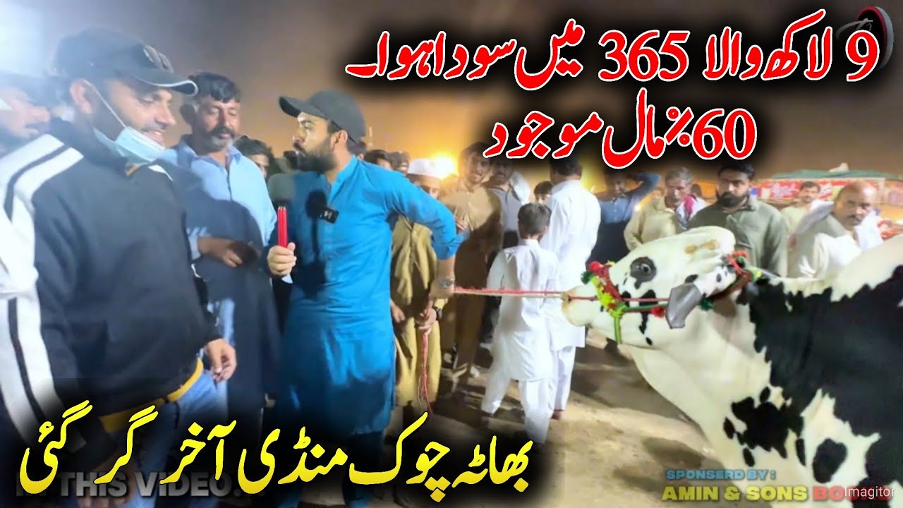 Last bhatta Chowk Mandi 2025 - Mandi toot gai - 9 lakh wala 365 main deal final - Cow Mandi 2025