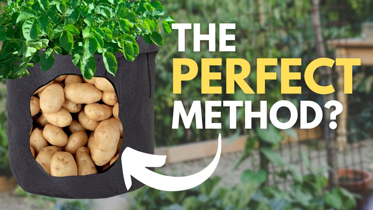 Grow Bag Potatoes - Small Space, HUGE Harvest!
