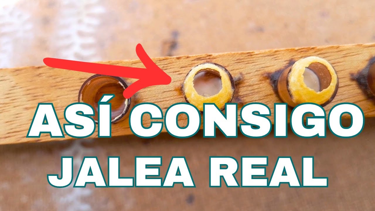 COMO OBTENER JALEA REAL PARA CRIAR REINAS